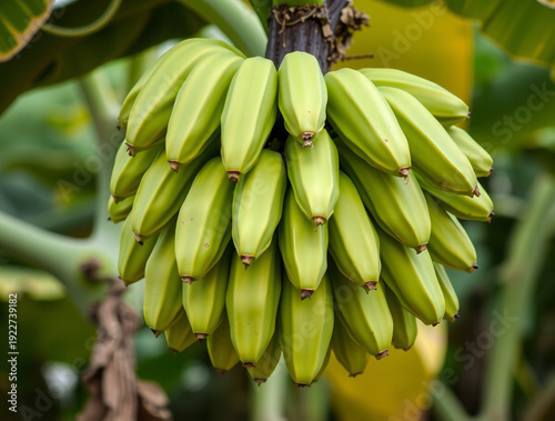 bananas on the tree