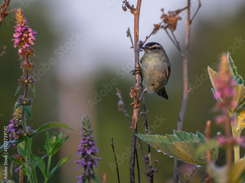 Fotografia sedge warbler on a flower