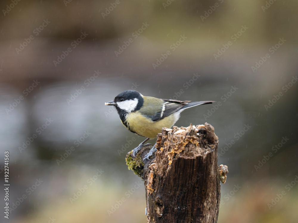 Obraz premium Kohlmeise, Parus major