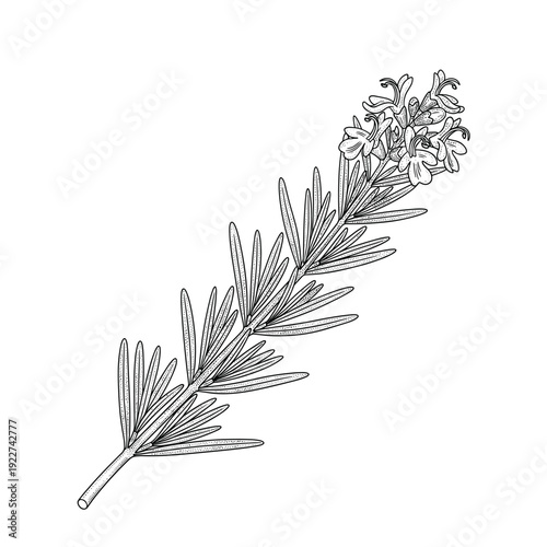 Rosemary branch vector illustration with green needles and purple herb flowers