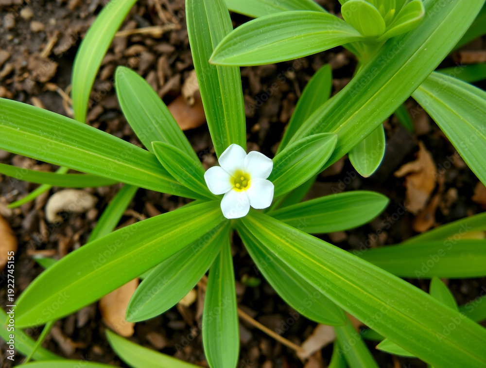 Fototapeta premium white flower on green background
