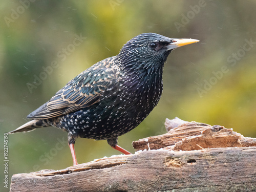 Star, Sturnus vulgaris