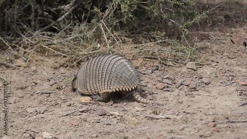 Armadillo (Tatu Mulita) Walking in Patagonian Grassland