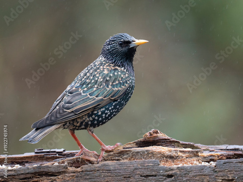 Tableau sur toile Star, Sturnus vulgaris