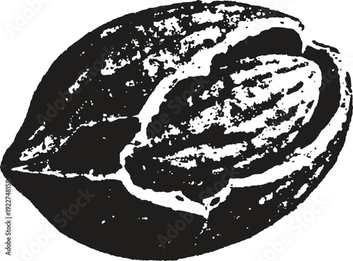 cacao bean pod opened with exposed textured seed, monochrome botanical illustration