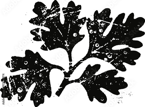 Black ink silhouette of oak branch with leaves and acorns, vintage botanical illustration
