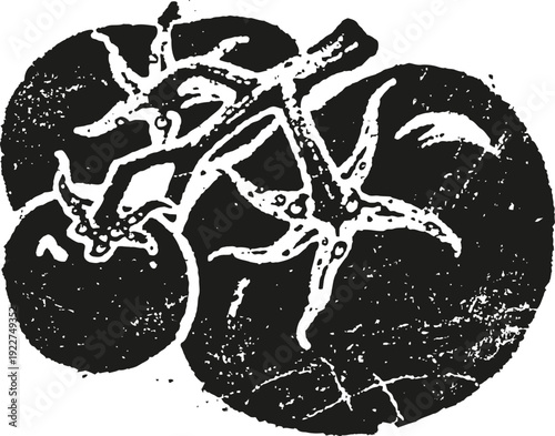 Black and white vintage illustration of tomatoes on the vine with textured shading