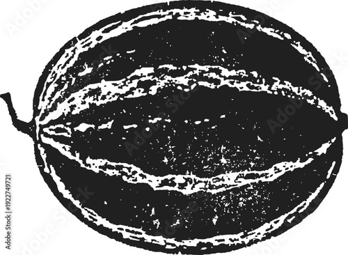 Watermelon vintage illustration whole oblong fruit with textured rind details retro botanical drawing