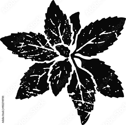 mint leaves cluster silhouette herbal plant fresh garden foliage natural aroma