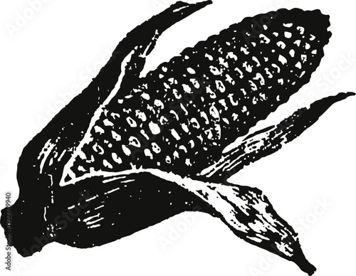 Black and white illustration of an ear of corn with partially peeled husk, vintage agricultural design