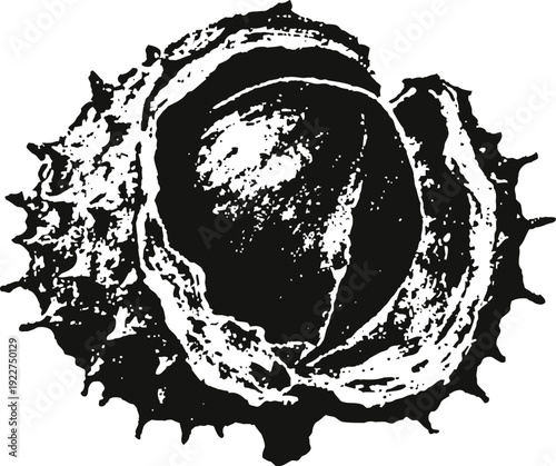 Black and white illustration of a chestnut with spiked shell and nut inside