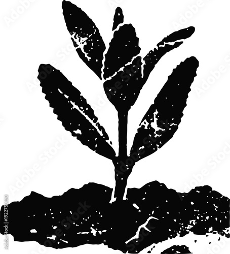 seedling sprout growing from soil, new plant growth symbolizing nature and agriculture