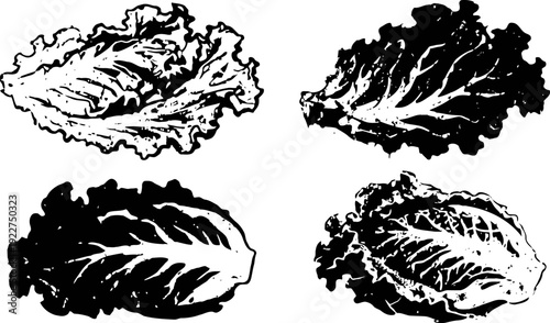 Four detailed black and white illustrations of lettuce leaves showing textures and veins