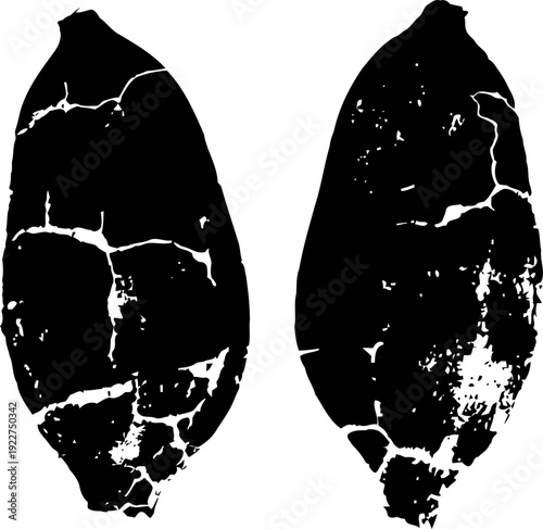 cacao bean illustration cracked and detailed cocoa pod seeds, raw chocolate ingredient design