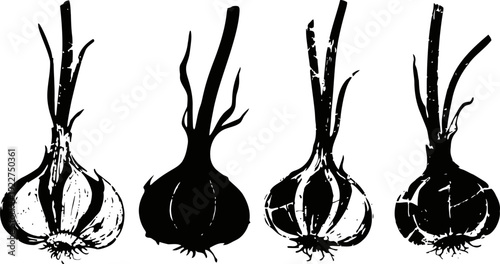 black and white garlic bulbs silhouettes with stems isolated on white background