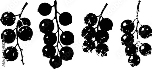 Silhouettes of four currant berry bunches with varying shapes and cluster densities on white background