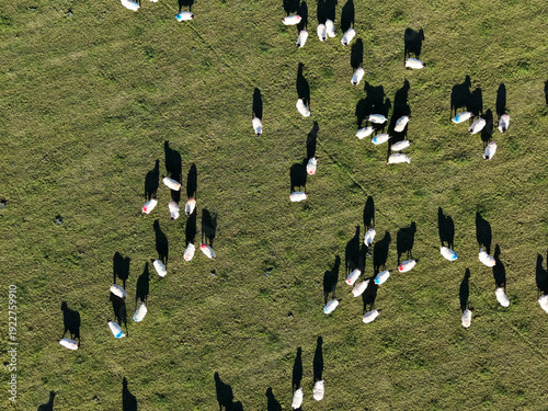 Aerial footage view over a British farming field with a herd of sheep grazing below, green grass fields, close up. A flock of sheep grazing in a meadow. Captured on a bright autumn day.