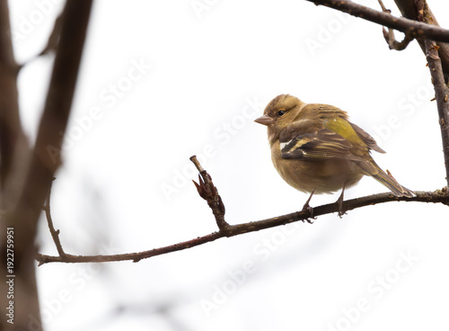 Photography Female chaffinch Fringilla coelebs perched on branch, side view of bird with feathers fluffed up on cold day, Songbird isolated against white background