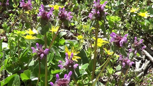 Meadow with purple and yellow spring flowers buttercups and lilith.