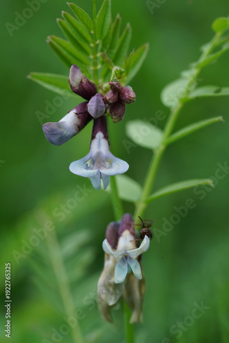 Closeup on a flowering bush vetch wildflower, Vicia sepium in the Austrian alps