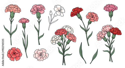 Vibrant collection of colorful carnation flowers in bloom and bud stages, perfect for spring and summer celebration greetings, event decorations, or botanical garden themed projects