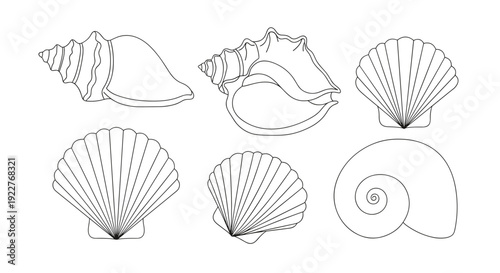 Collection of seashells illustration set.