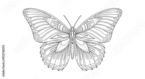 Detailed Line Drawing of Butterfly.