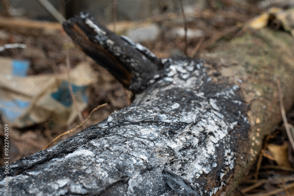 Fototapeta premium Close up of a charred tree branch with white ash and black bark