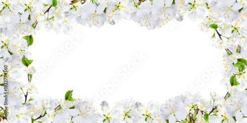 Botanical horizontal frame, floral design White transparent background Cherry plum white flowers like border Spring wedding template Springtime template. Mockups for cosmetic presentation Copy space