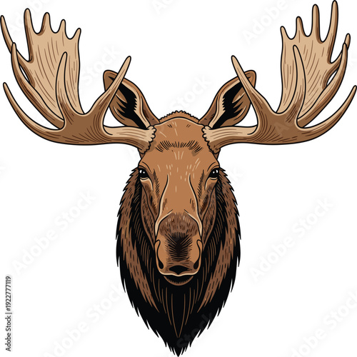 Detailed front view illustration of a moose head with massive antlers isolated on white background for wildlife and hunting design.