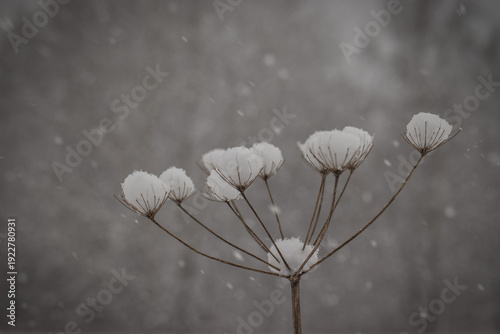 Withered flower in the snow, covered in snow, snowing