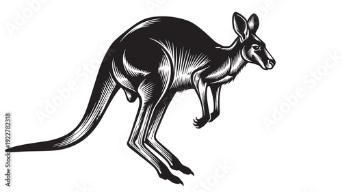 A kangaroo illustration standing on its hind legs, showcasing its distinctive features and anatomy in a simple yet detailed black and white artwork