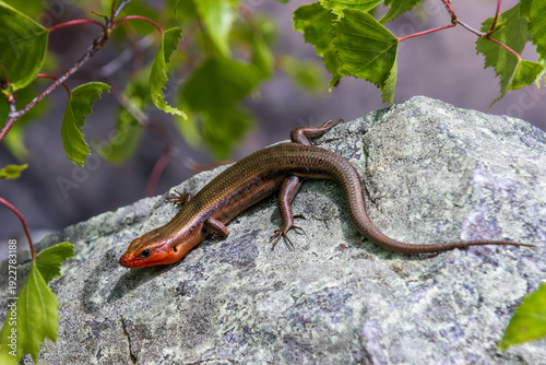 Slika na platnu five linked skink female with orange head is sun bathing in the rocks
