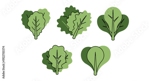 Lettuce leaf Line clean dynamic style vector