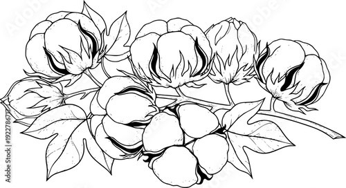 cotton plant bolls with stems and leaves in black ink white background flower bloom