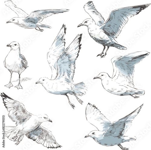 Vector set of birds. Set of seagulls outlines. Hand drawn illustration converted to vector art with white background