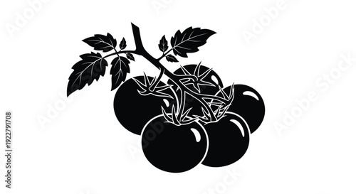 Black and white illustration of tomato plant with ripe fruits