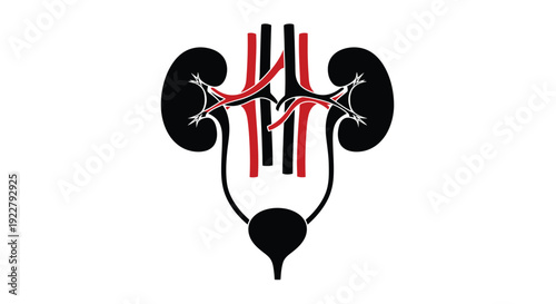 Anatomical illustration of human kidneys ureters bladder and blood vessels