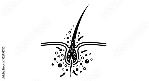 Diagram illustrating a human hair follicle and surrounding skin cells