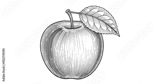 Detailed engraving of a single apple with a leaf showcasing botanical illustration