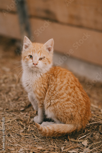 A small Kitten at a Rural Farm in Kansas