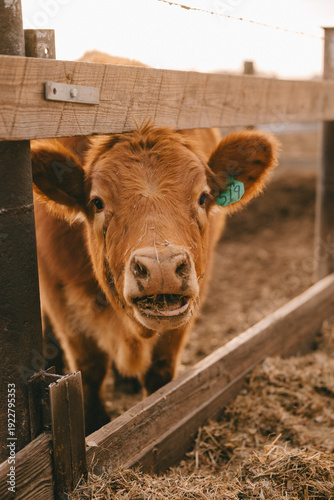 Cows in Rural Kansas at the Farm Eating Feed 