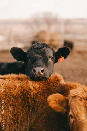 Cows in Rural Kansas at the Farm Eating Feed 