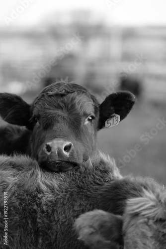 Cows in Rural Kansas at the Farm Eating Feed 