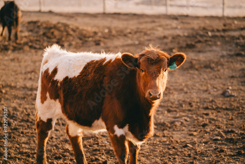 Cows in Rural Kansas at the Farm Eating Feed 