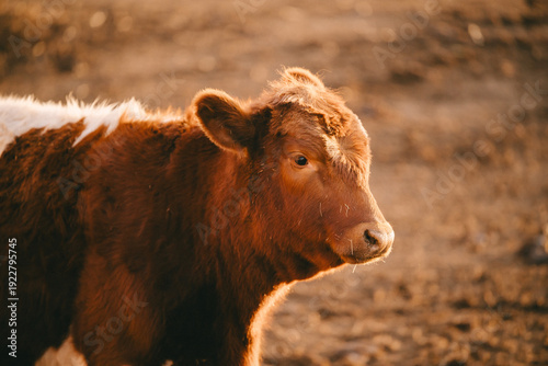 Cows in Rural Kansas at the Farm Eating Feed 
