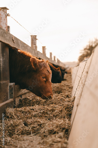 Cows in Rural Kansas at the Farm Eating Feed 