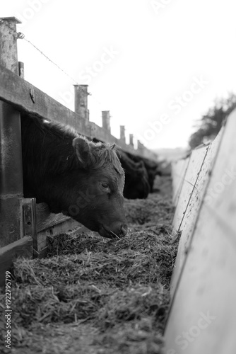 Cows in Rural Kansas at the Farm Eating Feed 