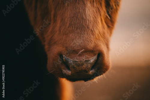 Cows in Rural Kansas at the Farm Eating Feed 