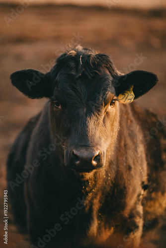 Cows in Rural Kansas at the Farm Eating Feed 